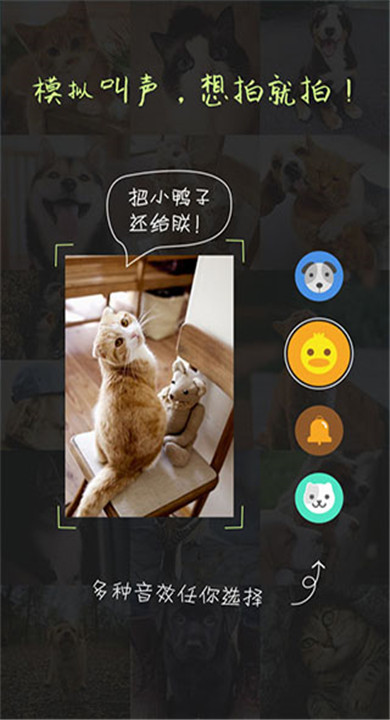 萌宠相机2
