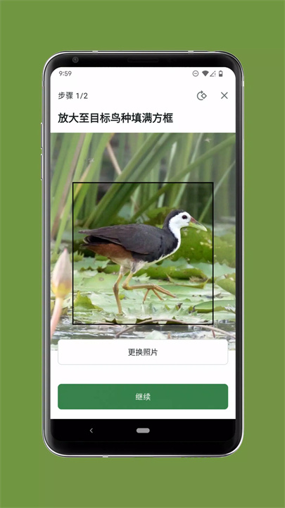 merlin鸟类识别6