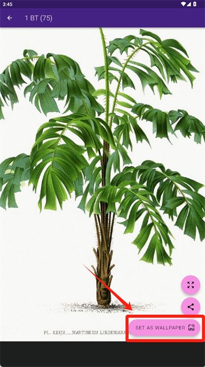 植物树壁纸手机版