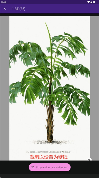 植物树壁纸手机版